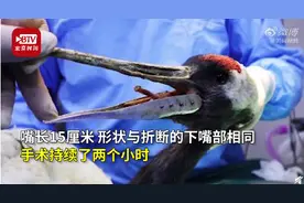 看谁还敢欺负我！吉林断嘴丹顶鹤成功装铝合金嘴图片