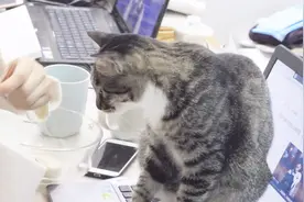 看到主人在吃鸡胸肉，猫咪直接下手抢，抢不到竟然坐在键盘上耍赖视频封面