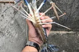 我国湖泊遭遇“巨型虾”入侵？体重超过600克？肉质堪比小龙虾图片