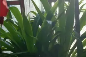 富人小姐把用了两次的新豆浆机送给我老婆，她是不会用就不要了吗图片