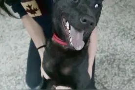 狗狗以为出去玩，却被主人带到收容所，它的笑容瞬间消失图片