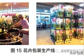 美国现代化温室考察（二）｜花卉种植自动化生产线图片
