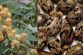 儿时随处可见的蓖麻，中国年需求40万吨，还被美国列为战略物资？图片