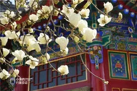 这座西安城墙脚下的秘境古寺，藏着绝美春色！人少免费，处处皆景图片