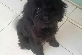 葡萄牙水犬图片