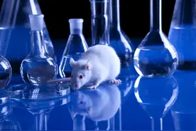 医学奇迹：这群人在实验室用人体多能干细胞治好了小白鼠的糖尿病图片