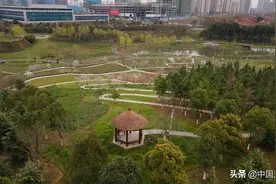 光谷樱花开了！图片
