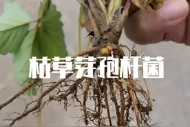 枯草芽孢杆菌是土壤的救星，是解决重茬问题、提升作物品质的首选图片