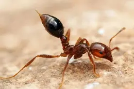 无敌的红火蚁谁能阻挡？这种黑蚂蚁或有希望图片