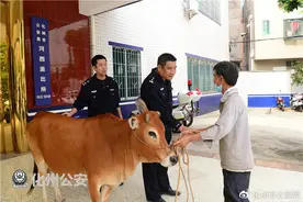 奇！获救黄牛会流泪？——化州警方侦破一宗偷牛案，解救母牛一头图片