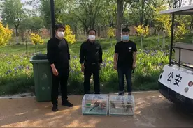 沧州：非法售卖绿颊锥尾鹦鹉，被逮了个现行图片