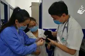最新！本月开始！襄阳市民可办理“犬证”图片