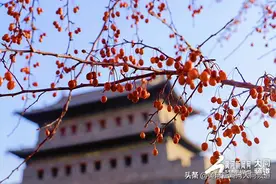 海棠果儿成熟了！闲暇时相约清远门外赏果，可好？图片