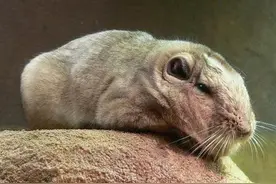 可以控制宿主大脑的恐怖生物，宿主甘愿牺牲，甚至至死保护寄生者图片