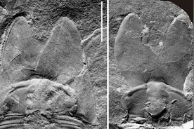 南京地质古生物研究所为寒武纪三叶虫家族又添一新成员：5亿年前“范特西虫”图片