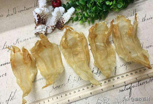 北海阴阳肚鱼胶的功效 2026年北海阴阳鱼胶好不好
