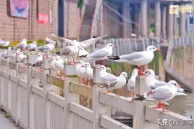 宜宾合江门又可以看“海鸥”啦！就在三江口的位置，快去打卡图片
