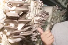 平菇被黑心商家泡“澡”，摇身一变成黑平菇，用了化学物品能吃吗视频封面