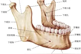 颅面颈部（颅面骨、眼眶、腮腺等）详细解剖图谱图片