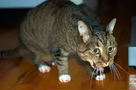 「喵喵」抽烟冲猫吐了一下她居然哮喘了？图片