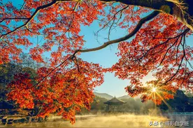 5个对比拍摄手法，帮你整理拍摄思路，让秋季照片更具秋色图片