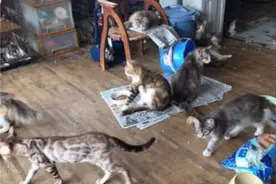 家养250只猫，日本一男子疑患“动物囤积症”图片