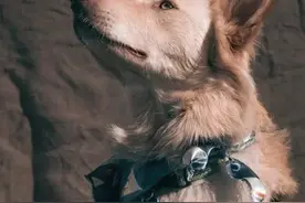 治愈犬到底是什么？ 想要狗狗成为治愈犬，你要看这篇图片