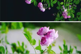 一期一会，艺圃蔷薇花开。“一架长条万朵春，嫩红深绿小窠匀”图片