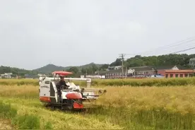 陈文胜：耕地抛荒中的粮食危机问题图片