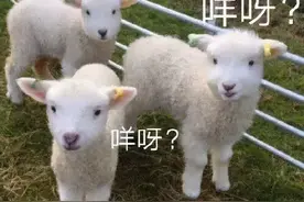 “喝下一口羊奶，我整个人都骚了”图片