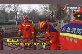 （视频）@太原人！山西晋城某公园，一只迷路的狗狗不慎落水撒娇求救图片