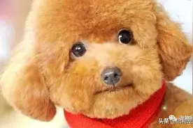 泰迪狗居然这么聪明,直立行走,就好像小孩子一样!图片