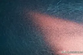南极磷虾：一年可捕捞1.5亿吨，抢了蓝鲸的口粮？图片