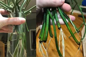 水培是最简单的扦插“生根法”，但是想要快速生根，也要学会窍门图片
