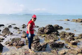 惠州一个绝佳赶海秘密基地，海胆、生蚝、螃蟹多得你根本停不下来图片