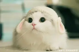 养猫两年，主人肺里几万猫毛，一年得肺癌？别再人云亦云了图片