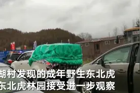 进村东北虎已送至牡丹江市东北虎林园，负责人：暂时谢绝参观图片