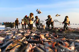 1网捞出40万斤！查干湖冬捕为啥年年大丰收，鱼是从哪儿来的？图片