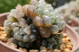水培的多肉植物改为土培怎么操作上盆不脱水死苗？移栽时机重要图片