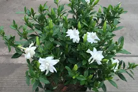 春天养栀子花，选择对了才好养，不黄叶不掉花苞，香味足开花多图片