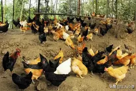 「辨别」有机肥、生物肥与生物有机肥的区别，你知道吗？图片