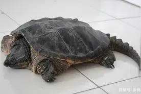 龟鲜人.鳄龟千万不能家里养图片