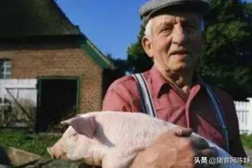 美国的农民原来是这样养猪的，怪不得猪肉出口世界第一，太过瘾图片