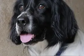 火遍全网！警犬BINGO是如何走上“犬”生巅峰的？图片