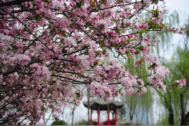 清明假期，“出游”再成热门话题 赏花、乡村、博物馆……迎来客流高峰图片