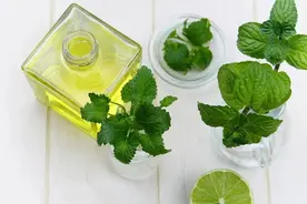 药食同源话薄荷“清凉之王”透心凉 提神醒脑消暑气图片