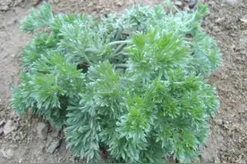 人们常把它当野草或者引火的柴火，其实它有着非常显贵的身份图片