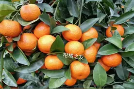 2月13日，沙糖桔价格稳中略降，沃柑价格较稳定图片