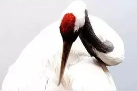 “毒药之王”鹤顶红是何物？反正与丹顶鹤无关，至今还没有效解药图片