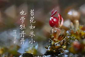 这草好强，卵石上扎根，湍流中生长图片
